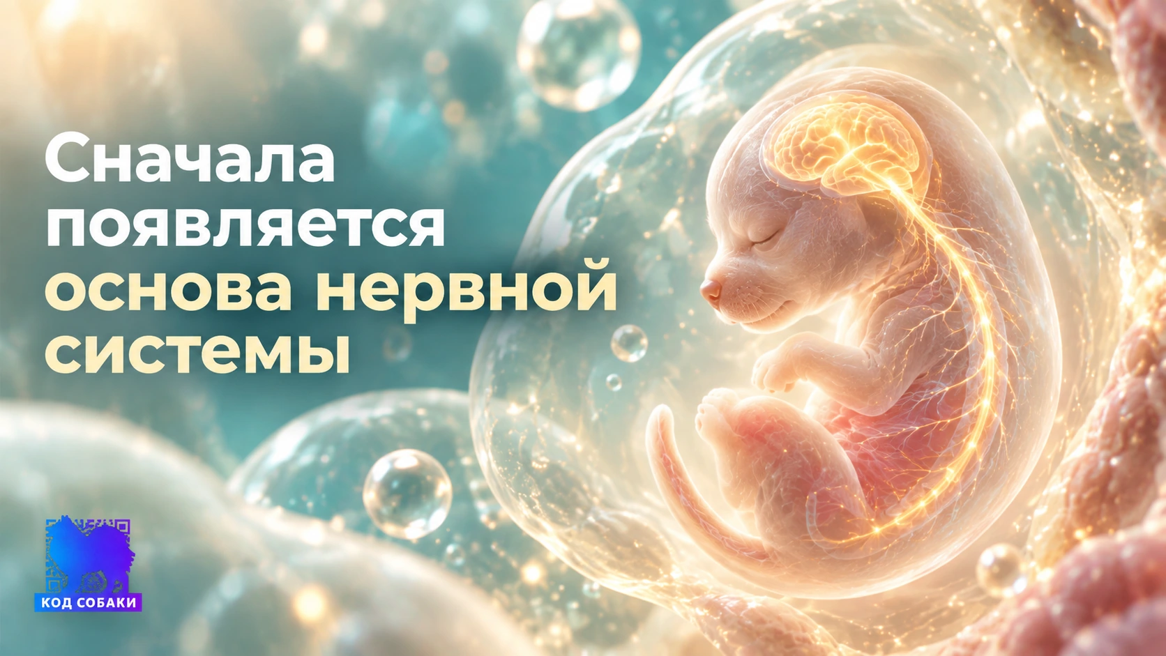 Иллюстрация 2 к материалу «Что происходит с мозгом щенка ещё до рождения»