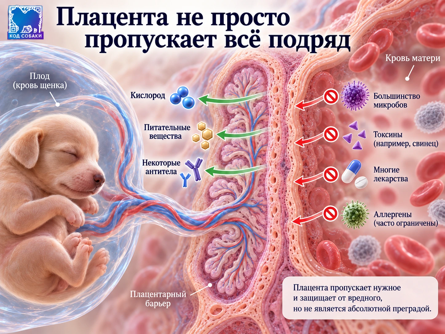 Иллюстрация 5 к материалу «Как работает плацента и почему без неё развитие щенка невозможно»