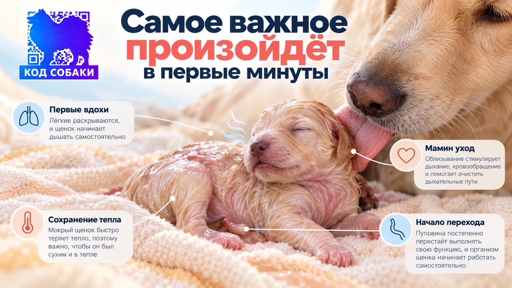 Иллюстрация к разделу «Кислород пока приходит через плаценту»