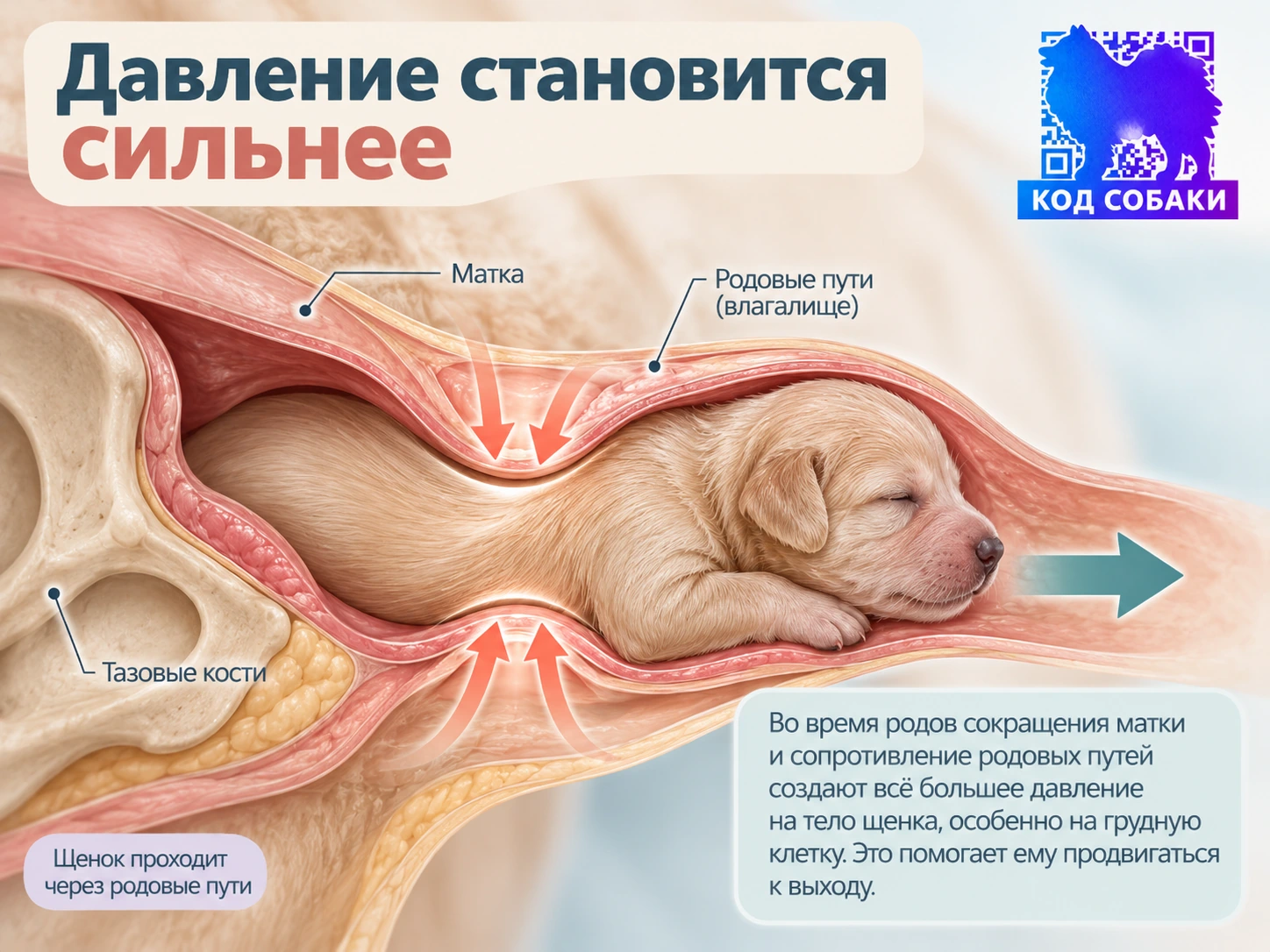 Иллюстрация к разделу «И вот щенок появляется наружу»