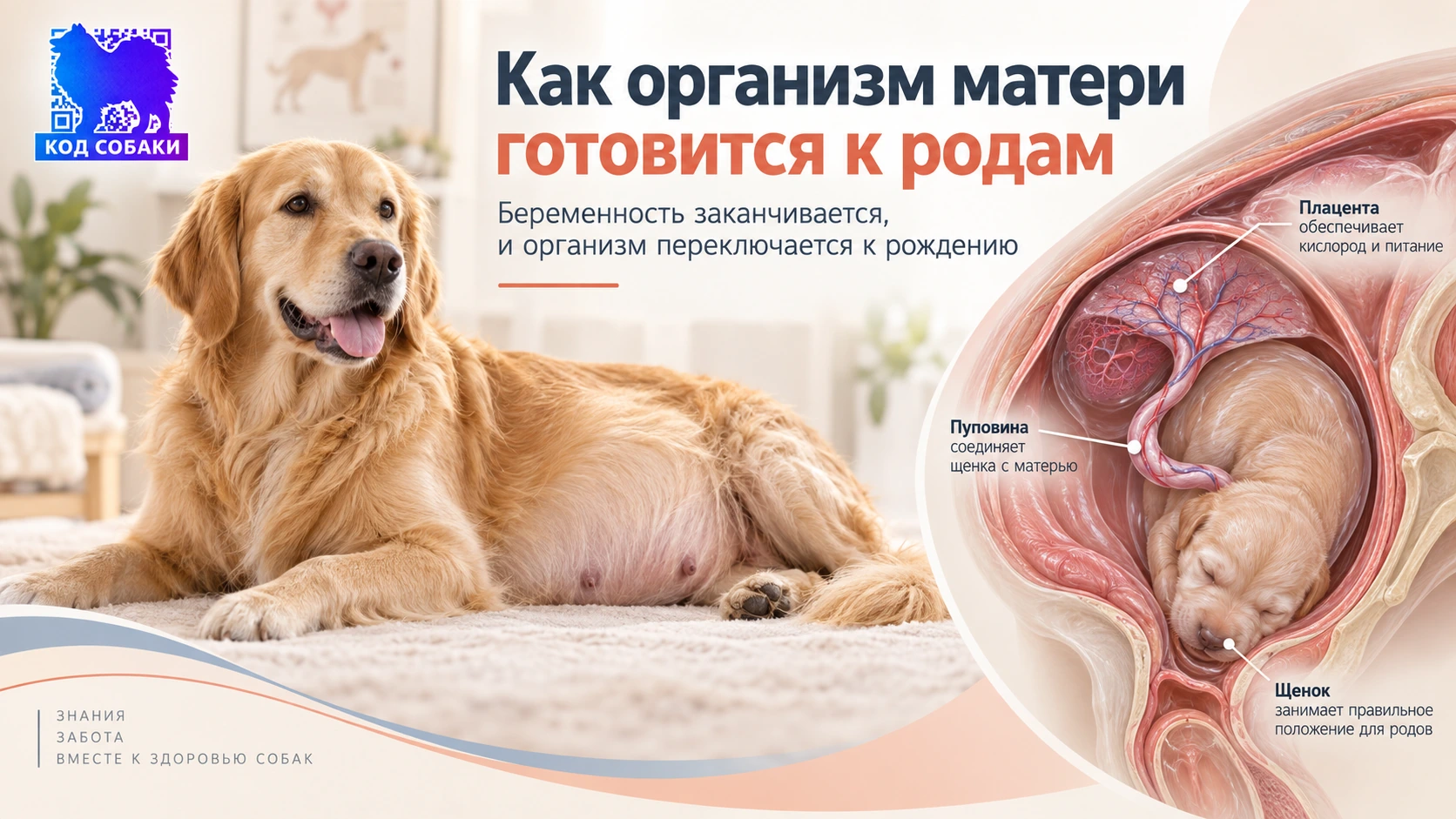 Иллюстрация о подготовке матери и щенка к родам