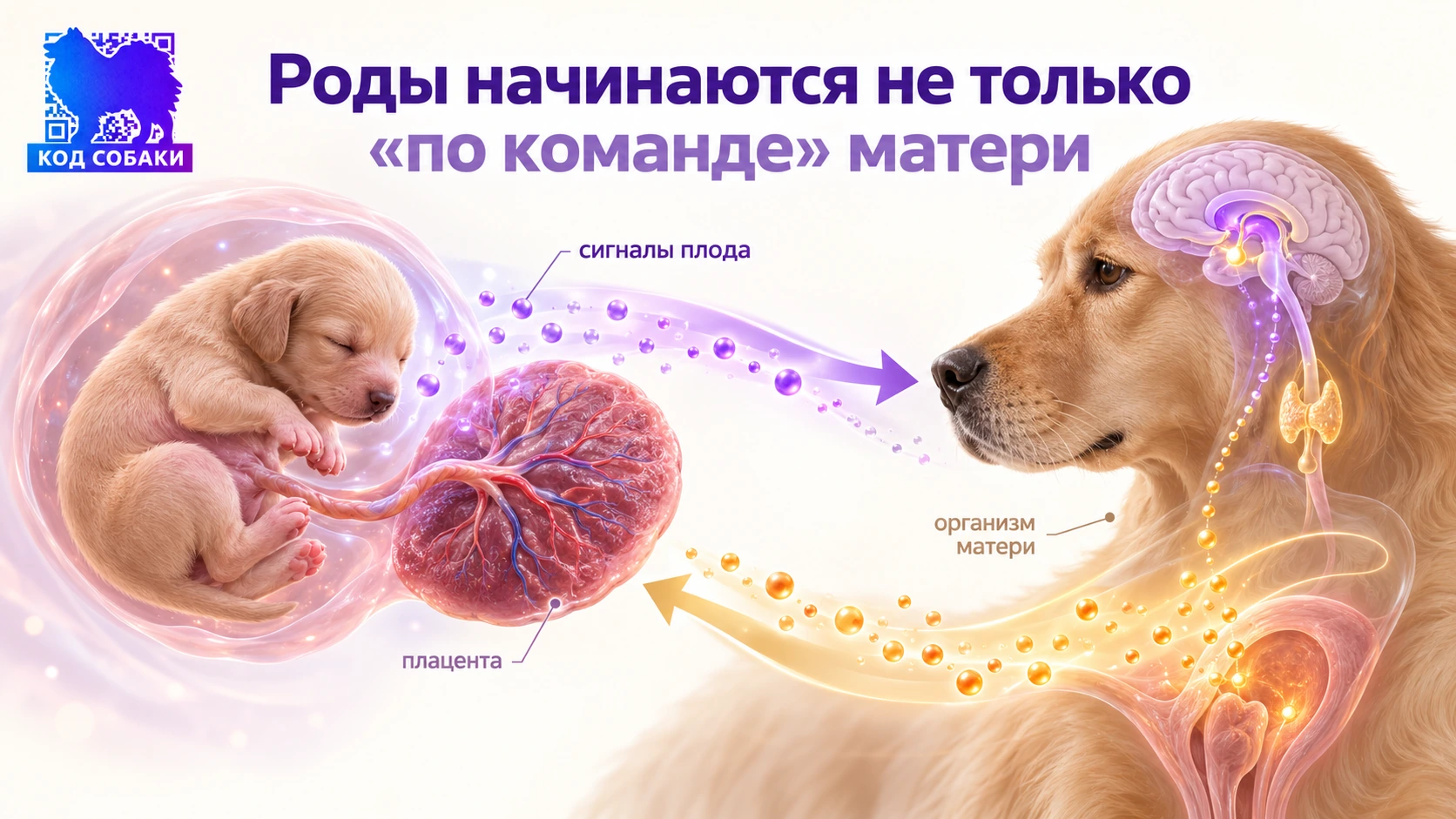Иллюстрация к разделу «Роды начинаются не только «по команде» матери»