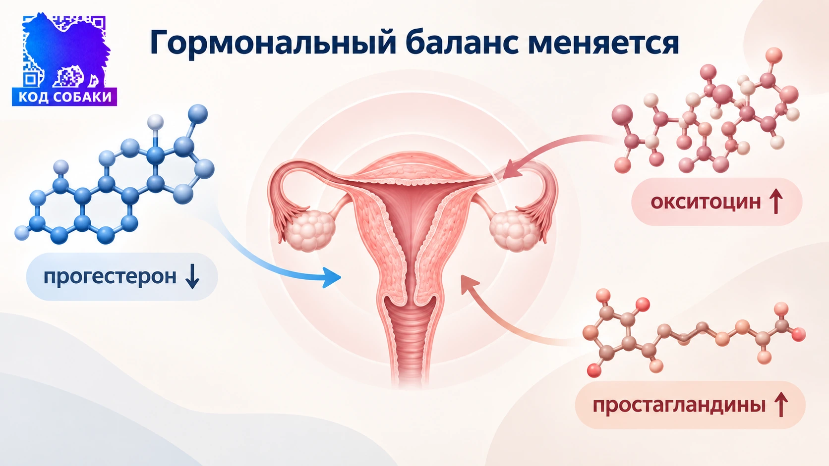 Иллюстрация к разделу «Гормональный баланс меняется»