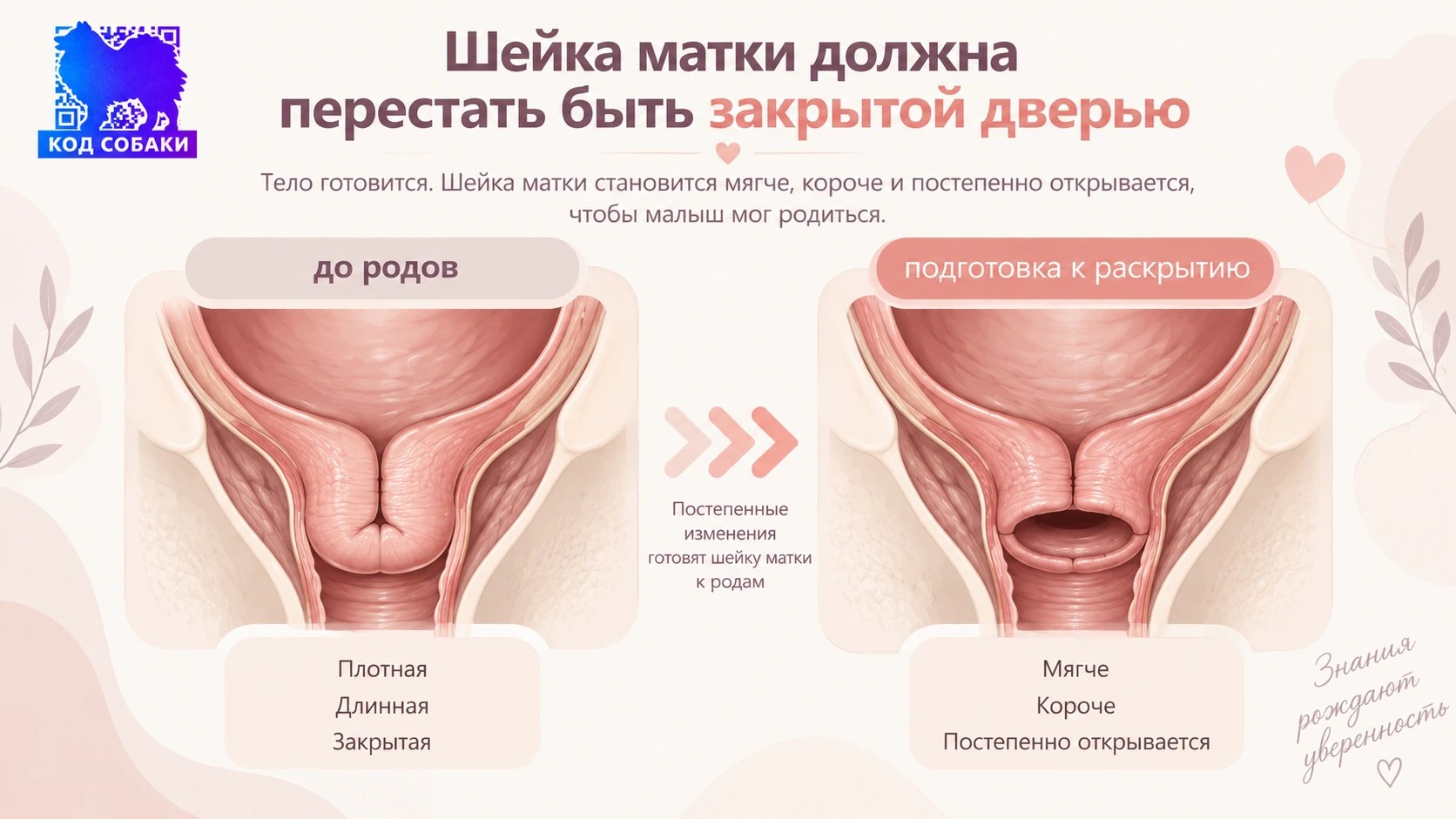 Иллюстрация к разделу «Шейка матки должна перестать быть закрытой дверью»