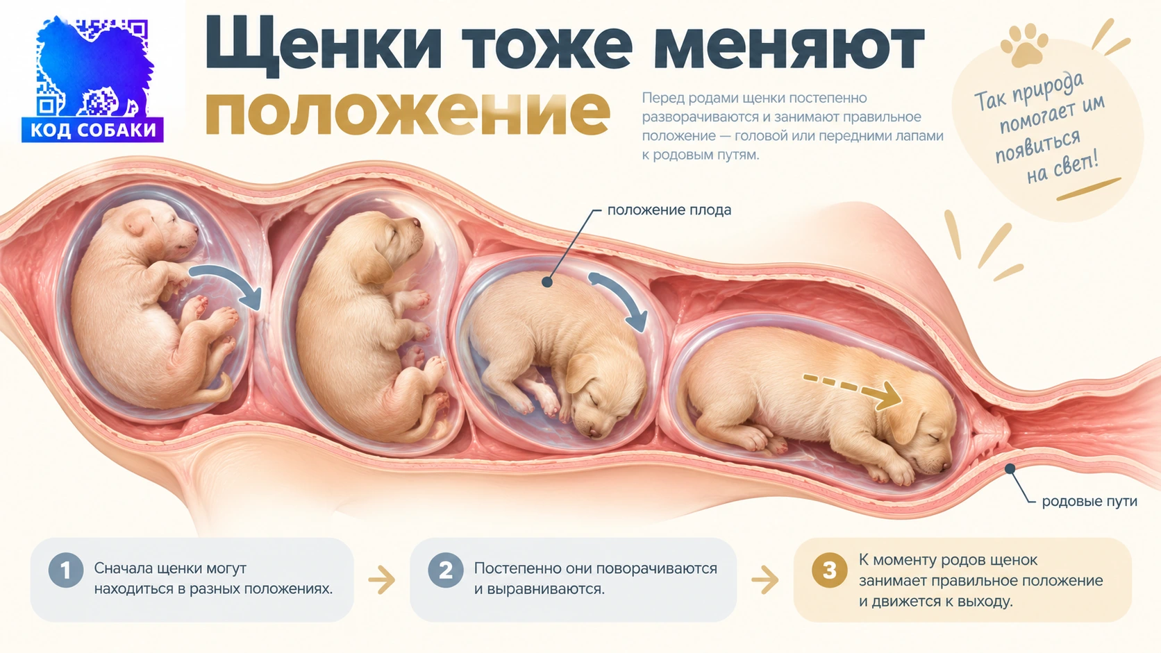 Иллюстрация к разделу «Щенки тоже меняют положение»