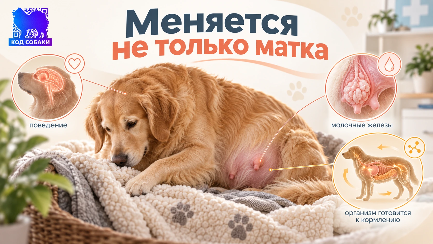 Иллюстрация к разделу «Меняется не только матка»