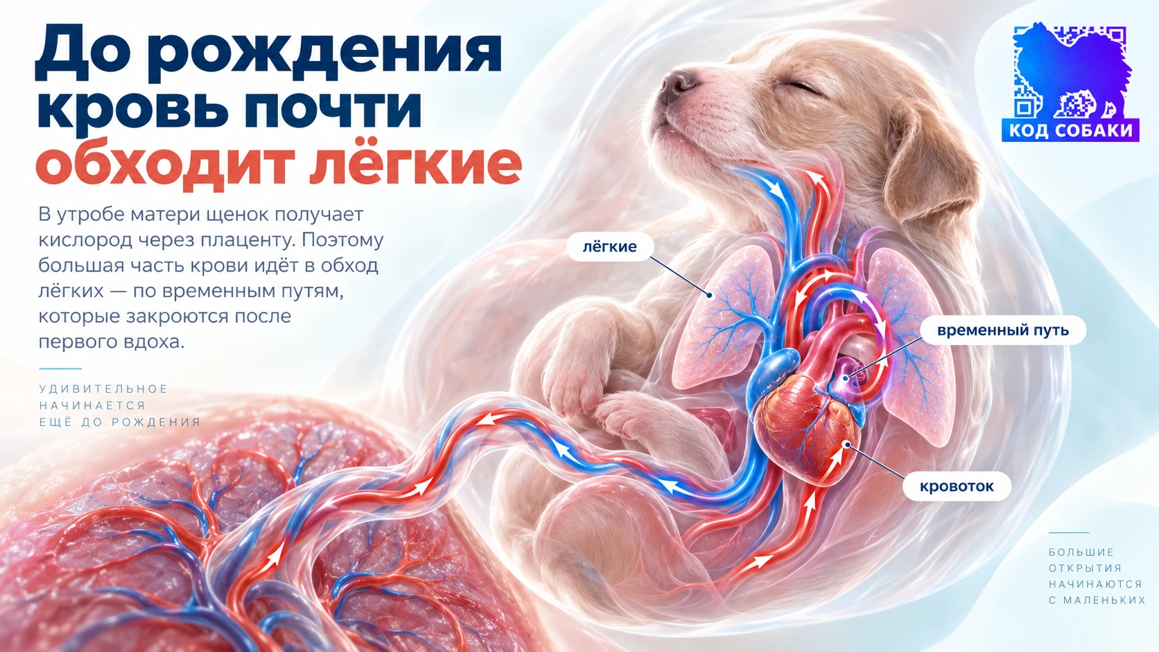 Иллюстрация к разделу «До рождения кровь почти обходит лёгкие»