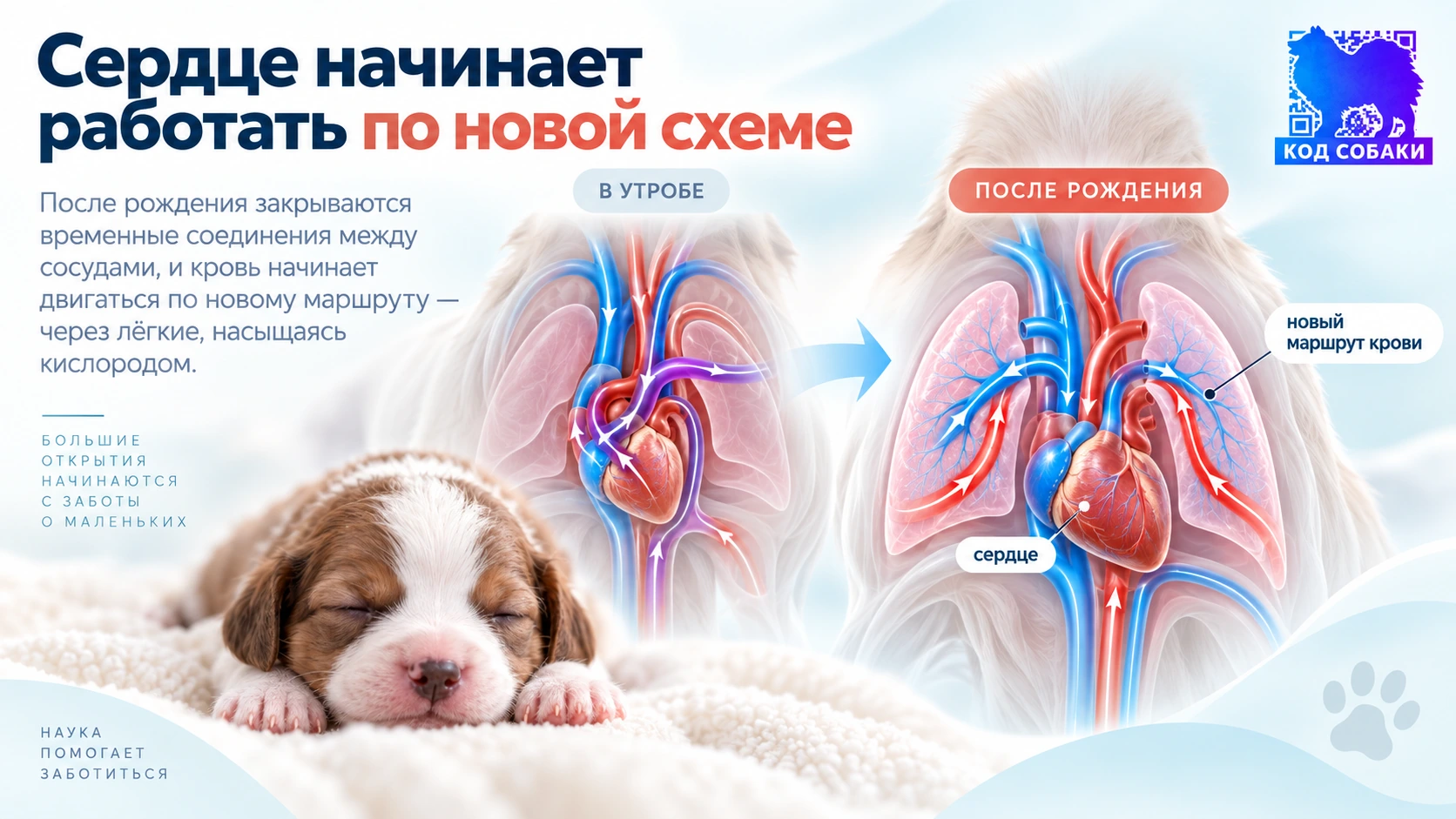 Иллюстрация к разделу «Сердце начинает работать по новой схеме»