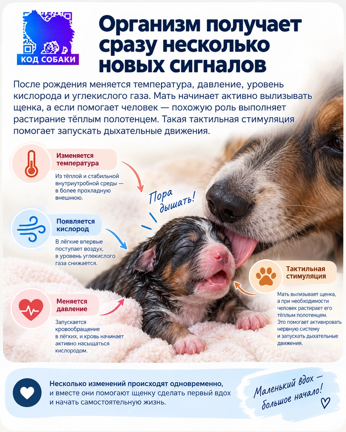 Иллюстрация к разделу «Организм получает сразу несколько новых сигналов»