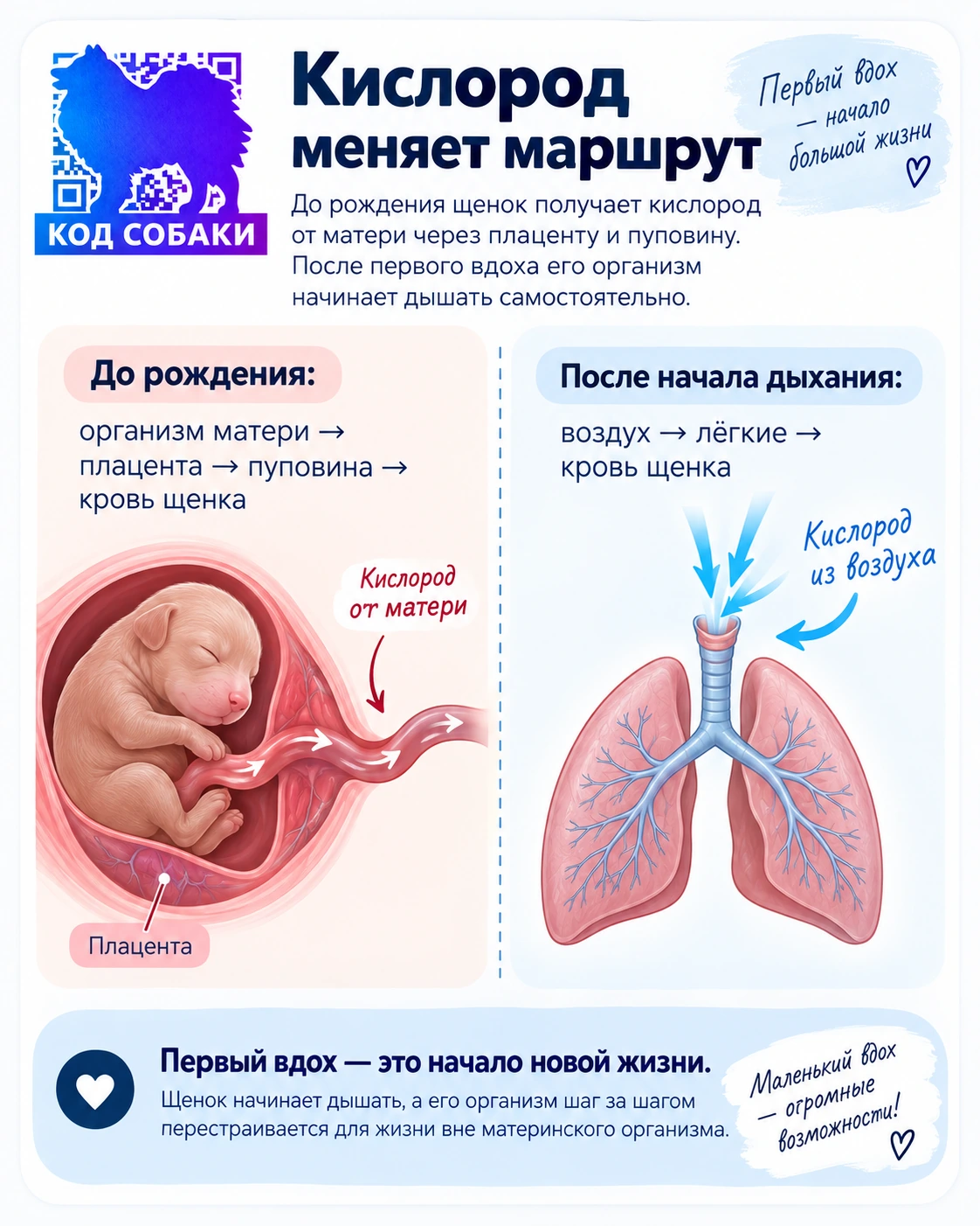 Иллюстрация к разделу «Кислород меняет маршрут»