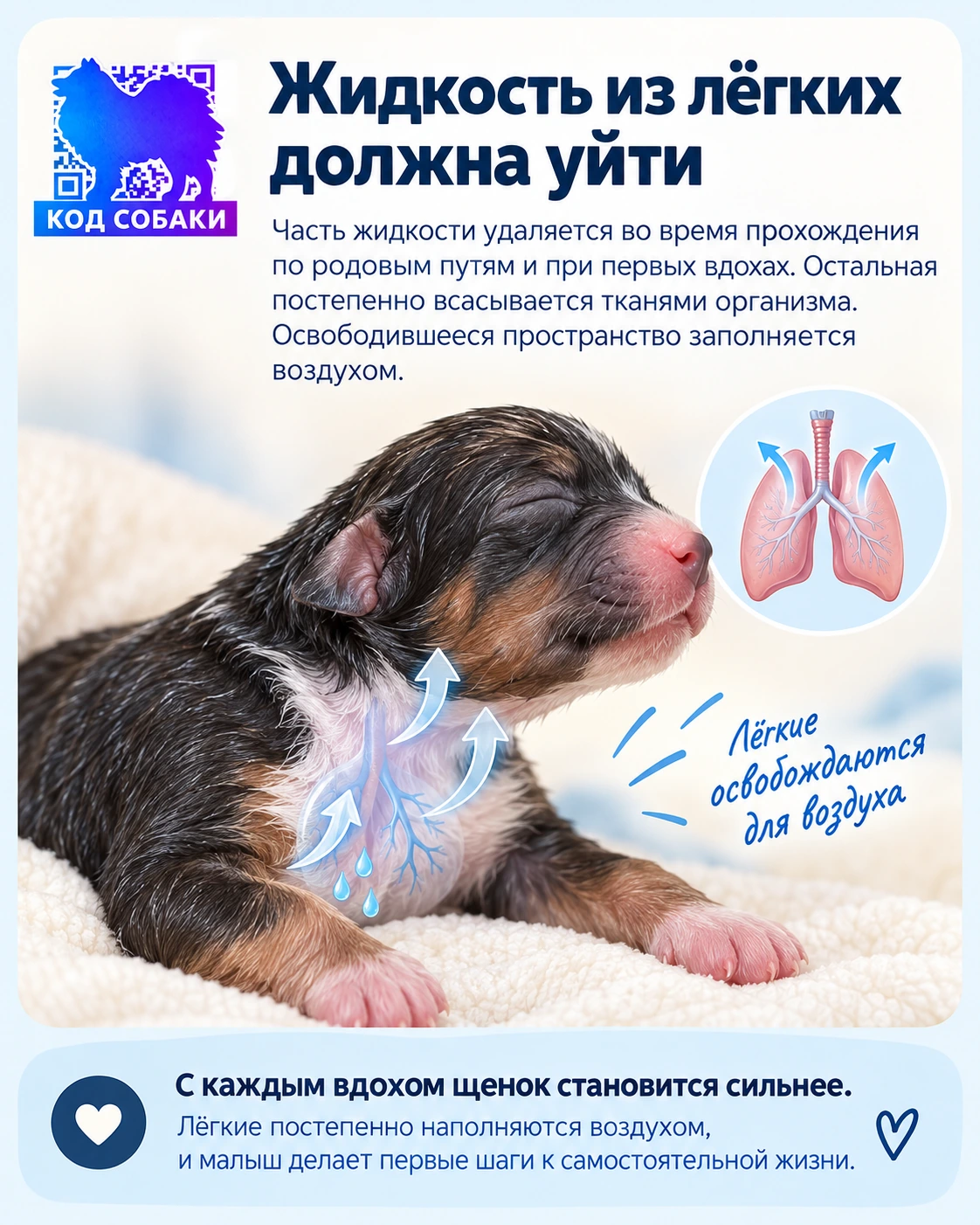 Иллюстрация к разделу «Жидкость из лёгких должна уйти»