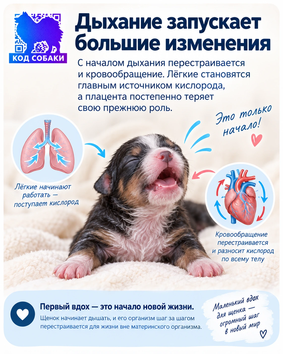 Иллюстрация к разделу «Сердце и лёгкие начинают работать вместе по-новому»
