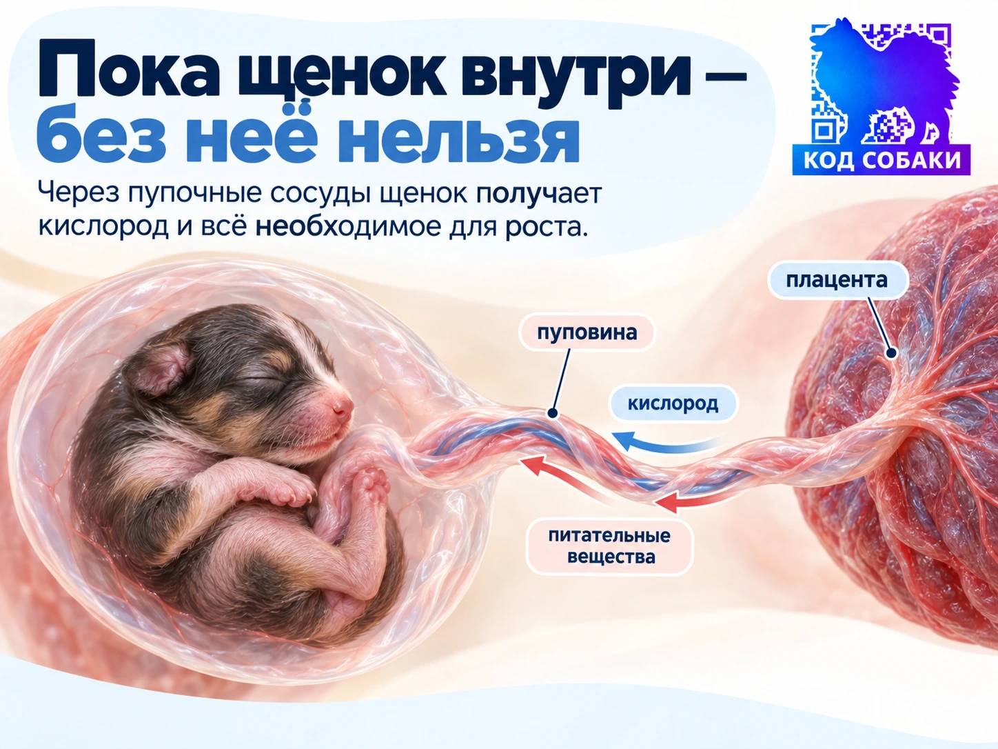 Иллюстрация к разделу «Пока щенок внутри — без неё нельзя»