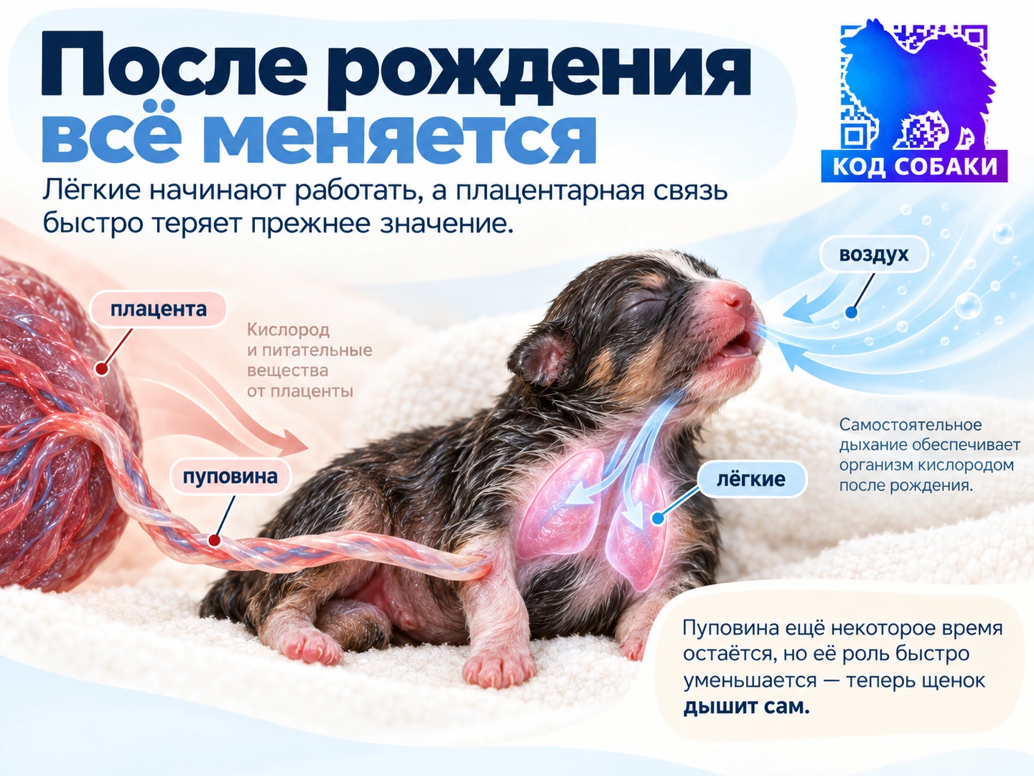 Иллюстрация к разделу «После рождения всё меняется»