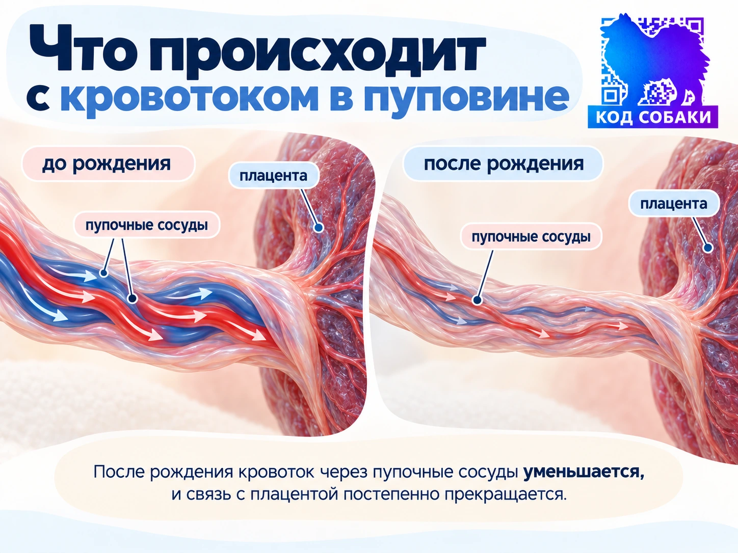 Иллюстрация к разделу «Что происходит с кровотоком в пуповине»